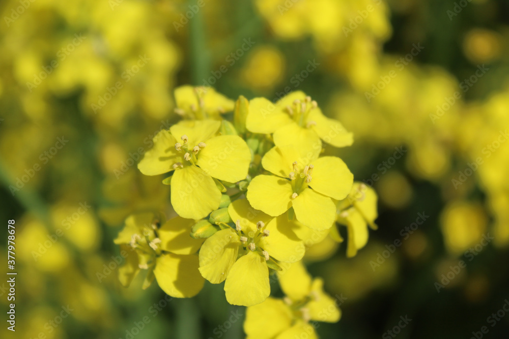 blooming rapeseed flower, macro photo engraved blooming rapeseed flower, macro photo engraved