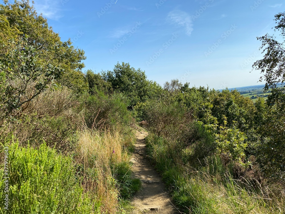 Ramblers footpath, with wild plants, gorse, and old trees, high above Shibden Valley, on a sunny day near, Halifax, Yorkshire, UK Ramblers footpath, with wild plants, gorse, and old trees, high above Shibden Valley, on a sunny day near, Halifax, Yorkshire, UK