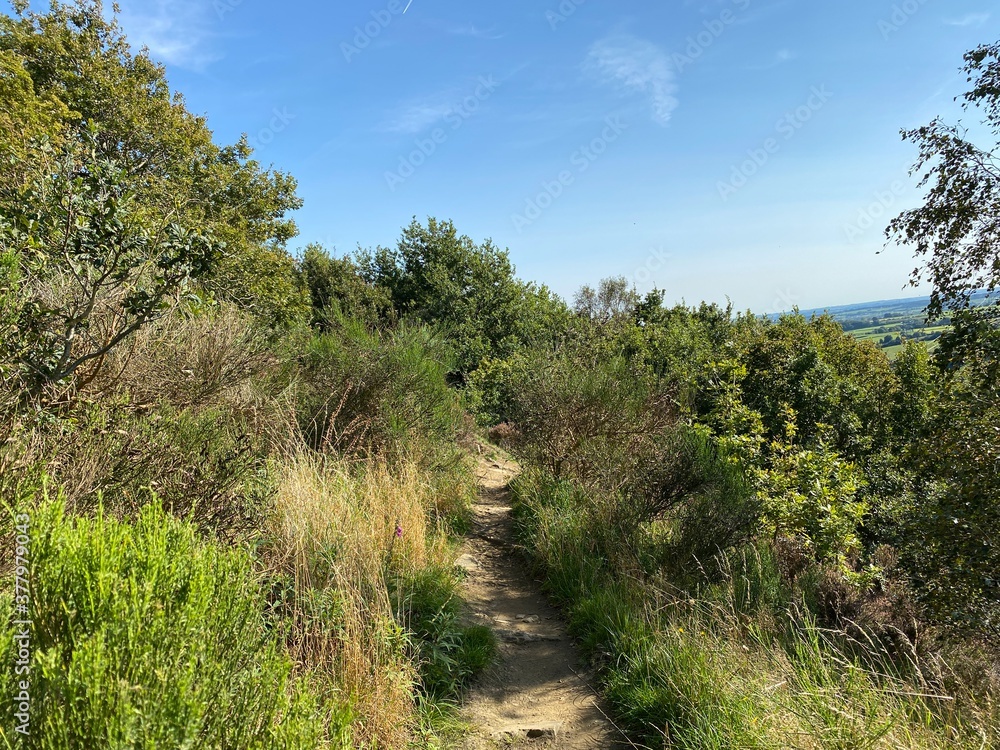 Ramblers footpath, with wild plants, gorse, and old trees, high above Shibden Valley, on a sunny day near, Halifax, Yorkshire, UK