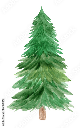 watercolor green tall fir tree isolated on white background