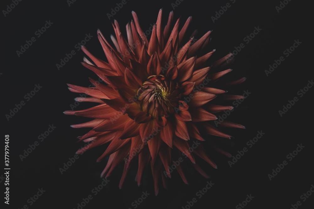 Exotic red dahlia flower isolated on black background Exotic red dahlia flower isolated on black background