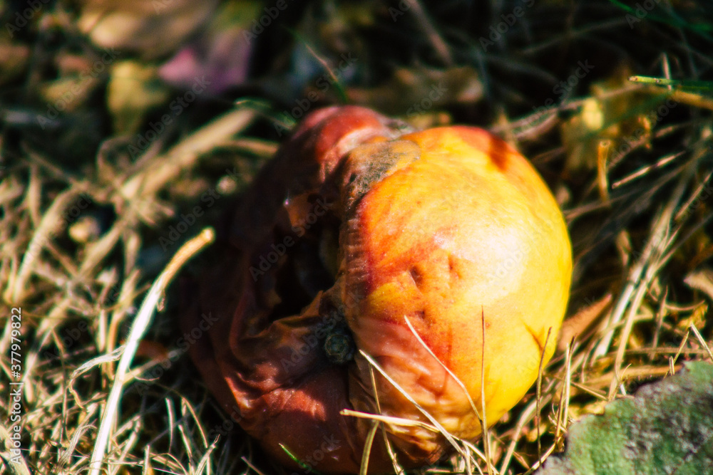 Closeup of rotting apples falling on the ground from the tree in the French countryside in Autumn