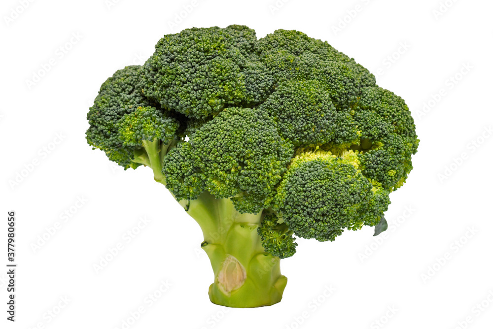 Broccoli isolated on a white background. A branch of fresh green broccoli. Healthy food Broccoli isolated on a white background. A branch of fresh green broccoli. Healthy food