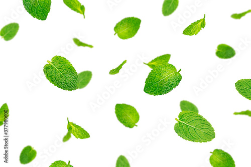 Fresh mint leaves on a white background. Flying mint. High quality photo