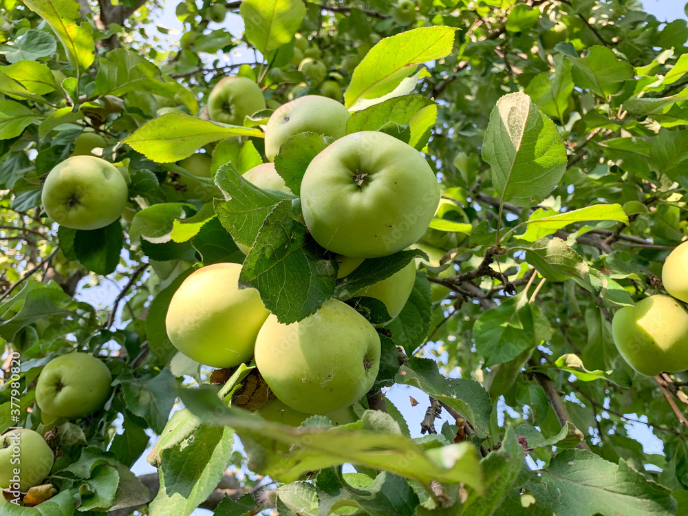 Green apples on a branch close-up. Harvesting in the garden. Gardening, growing and caring for fruit trees.