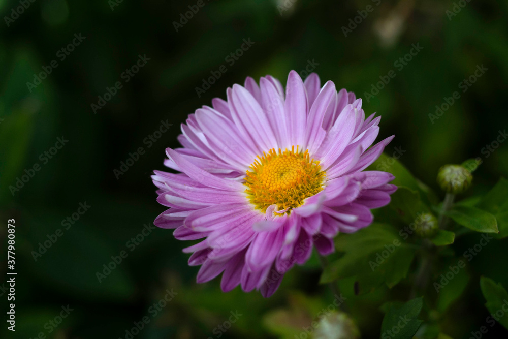 Pink Chrysanthemum, also called Mums or Chrysanths Pink Chrysanthemum, also called Mums or Chrysanths