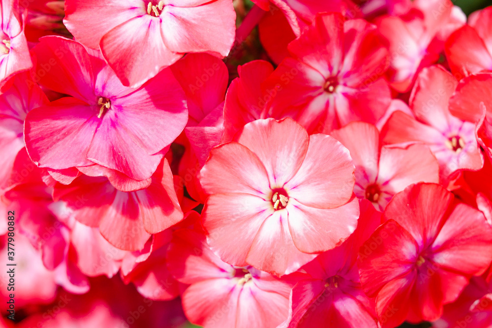 Beautiful Blooming Pink Garden Phlox Flowers in Full Bloom