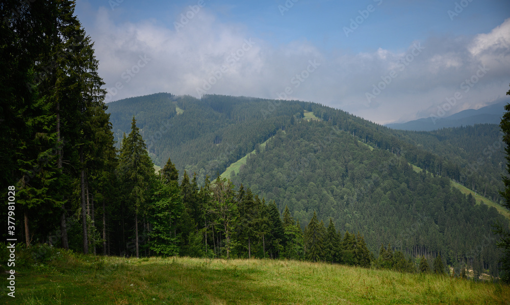 Carpathian mountains summer landscape with sun and alpine pines. Sunny sky with clouds