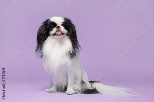 Fotografia, Obraz Cute japanese Chin against violet background. Studio shot