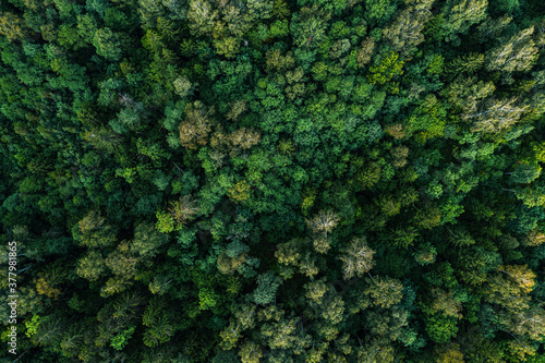 Aerial view of the green forest © smiltena