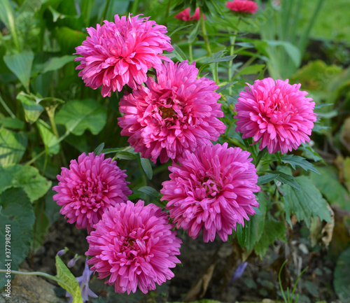 Asters bloom in the garden