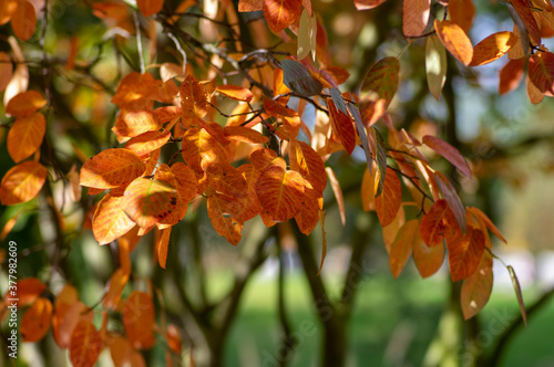 amelanchier lamarckii shadbush autumnal shrub branches full of beautiful red orange yellow leaves photo