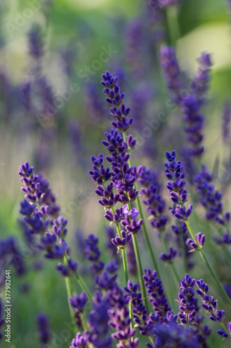 Lavandula angustifolia bunch of flowers in bloom  purple scented flowering plant  green background