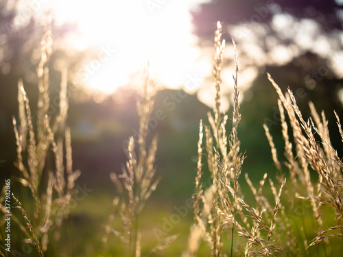 Grass in heavy sunlight, sunset over wheat
