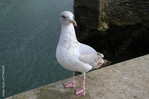A view of a Herring Gull on the ground