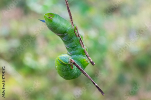 Caterpillar of Eyed Hawk moth. Close up view photo