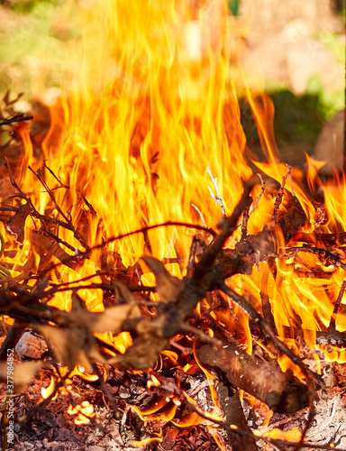 bonfire burns with a bright flame in the forest