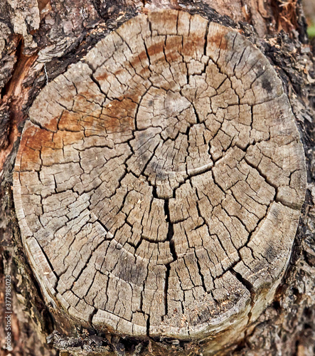 wood cut as background structure for artists