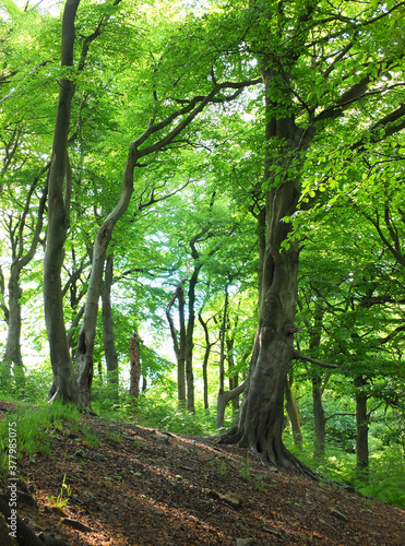 tall forest beech trees with vibrant green summer leaves on a hillside in crow nest woods in west yorkshire