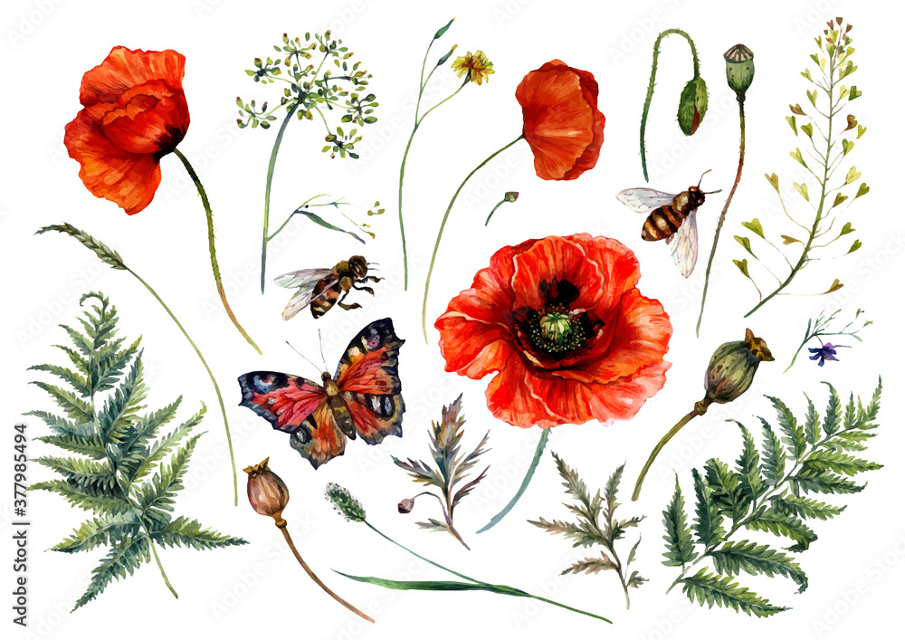 Watercolor Collection of Red Poppies and Meadow Plants - obrazy, fototapety, plakaty 