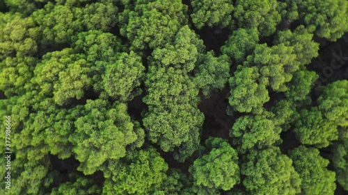 Copas Verdes de arboles