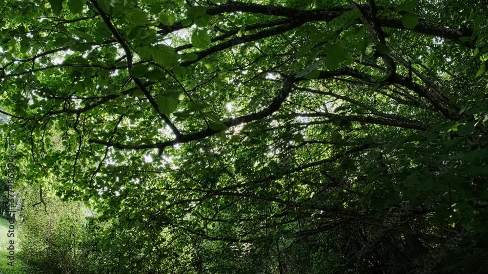 Dense thickets in a deciduous forest. The branches of the tree are bent over the path. Sun glare. Dense thickets in a deciduous forest. The branches of the tree are bent over the path. Sun glare.