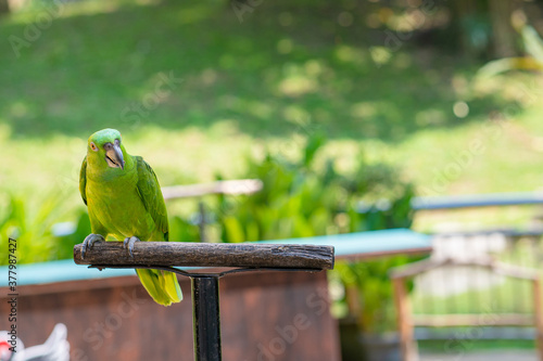 Green parrot on the perch. Birds in a city park