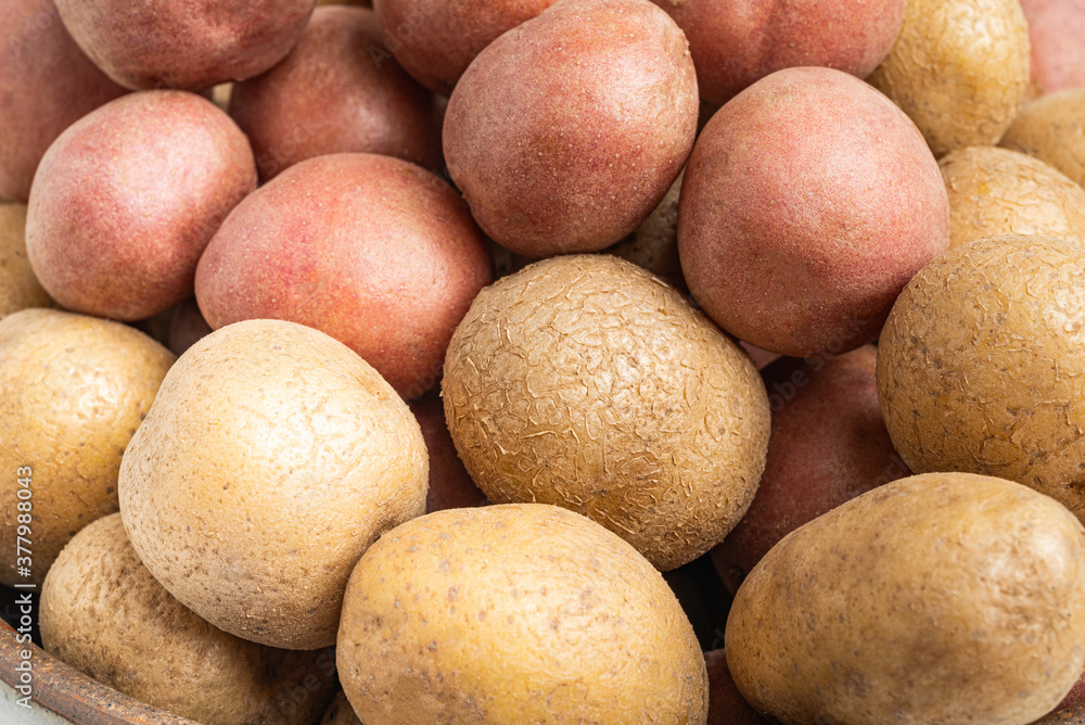 A Macro Or Extreme Close-Up Shot Of Raw And Fresh Baby Potatoes A Macro Or Extreme Close-Up Shot Of Raw And Fresh Baby Potatoes