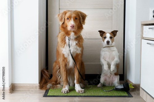 two dogs are sitting at the door and waiting for a walk outside. Tolling Retriever and a Jack Russell Terrier