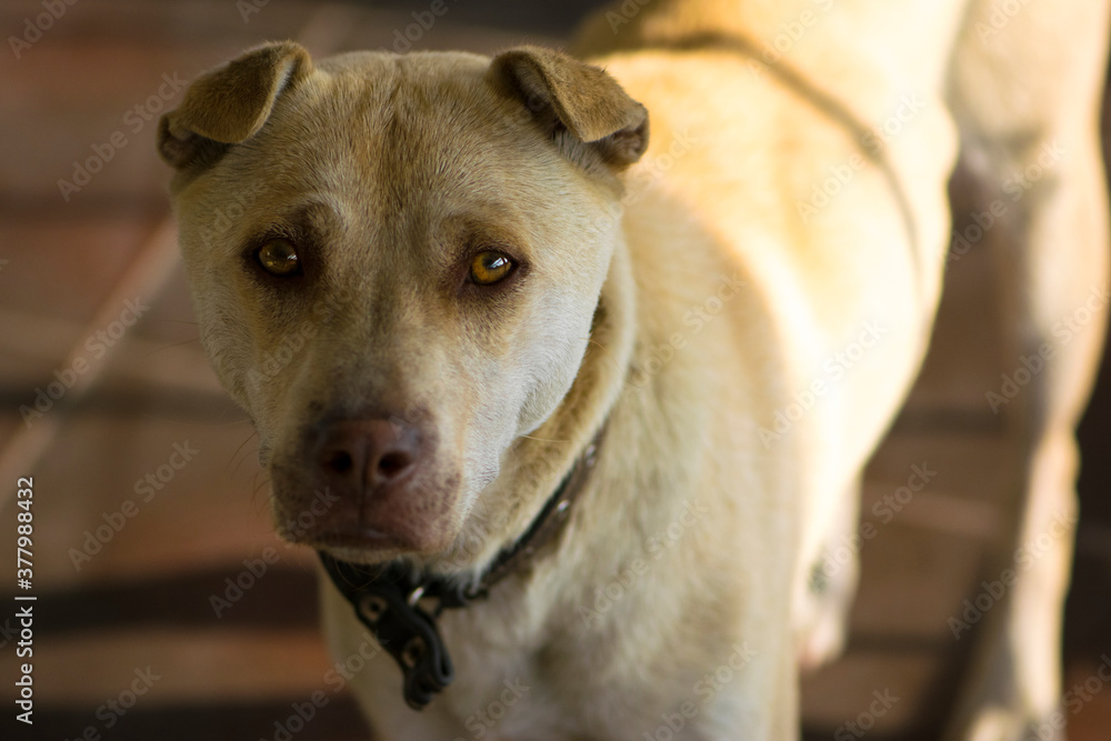 big beautiful dog portrait close up