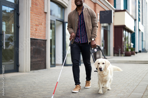 young blind man with stick and guide dog walking, golden retriever help owner to cross streets photo