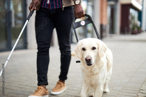 african american disabled man with helpful dog, dark skinned guy walking with friendly dog golden retriever