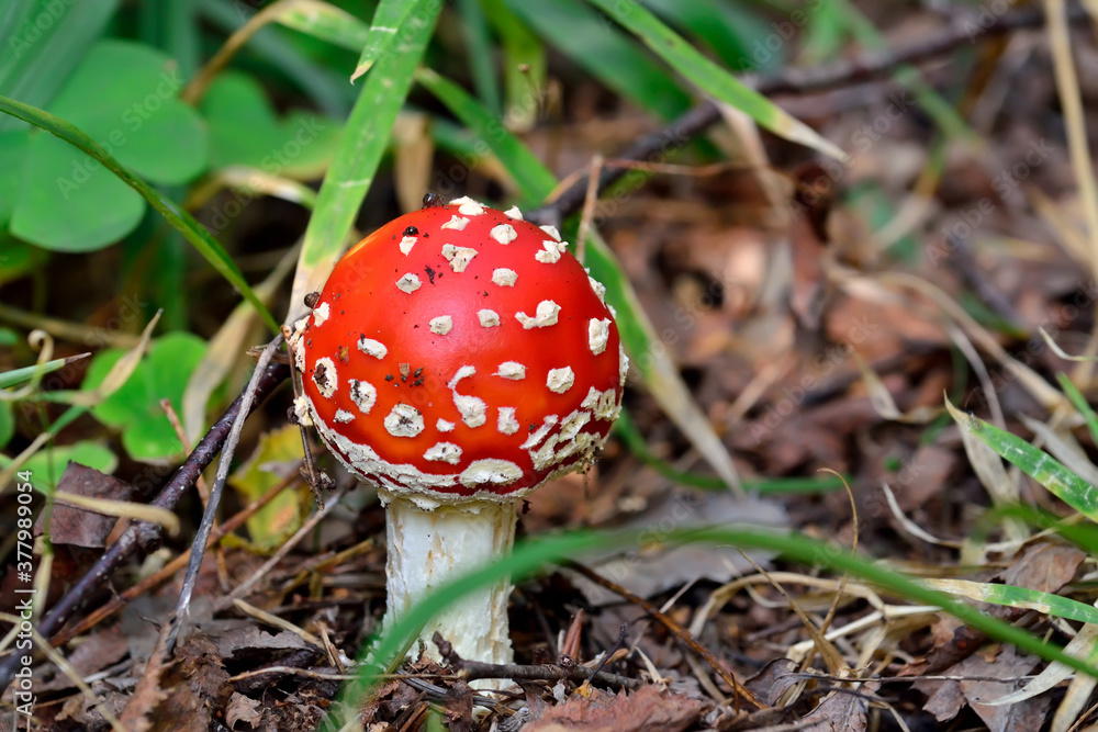 Beautiful red fly agaric in green grass close-up Beautiful red fly agaric in green grass close-up