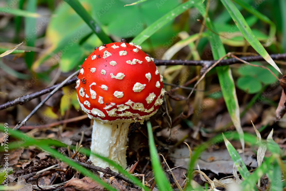 Beautiful red fly agaric in green grass close-up Beautiful red fly agaric in green grass close-up
