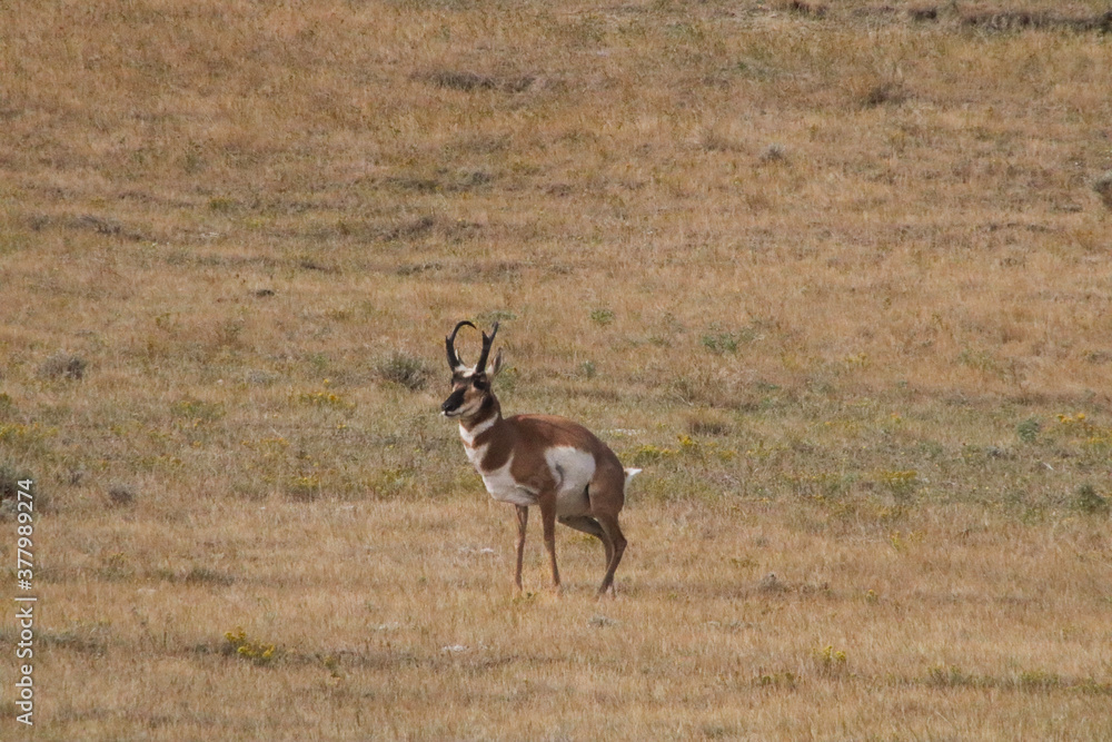 deer in the wild deer in the wild