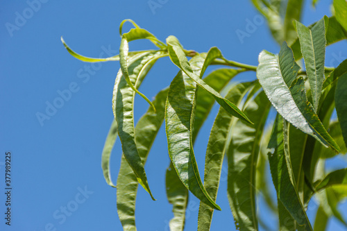 Close up of peach leaves