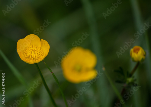 Selective focus shot of ranunculus acris flowers photo