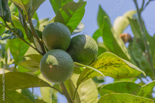 Close up of garden lemons photo