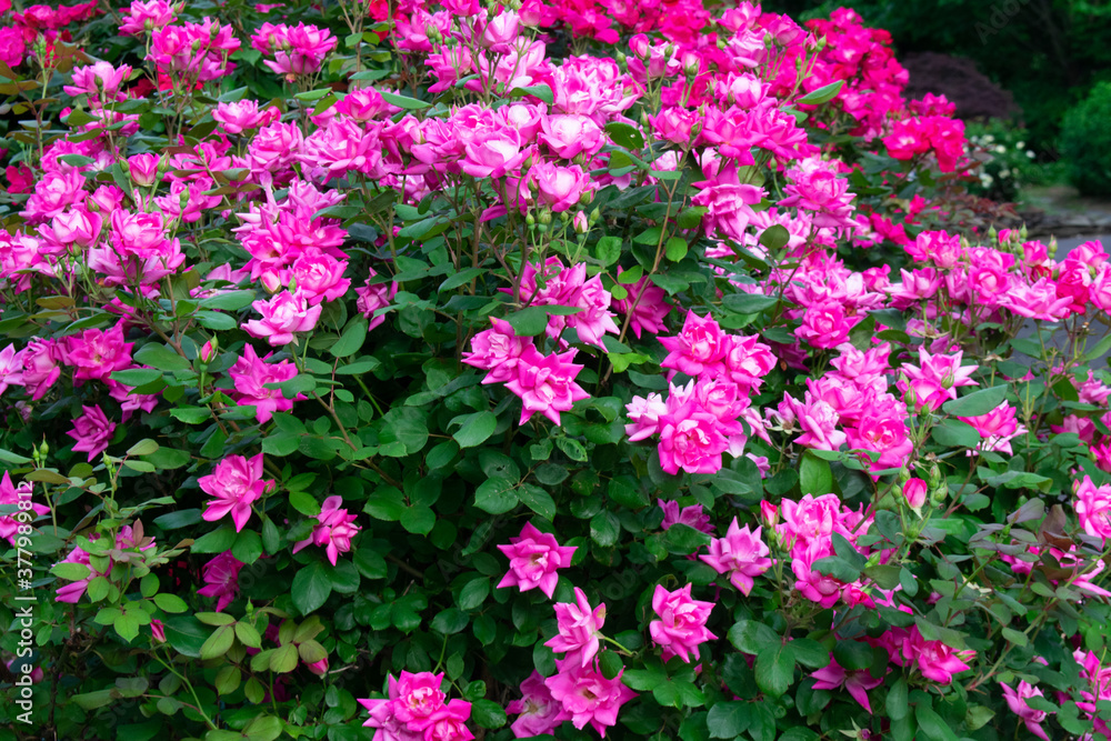 A Bush Covered in Bright Pink Roses A Bush Covered in Bright Pink Roses