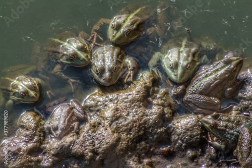 large green swamp frogs