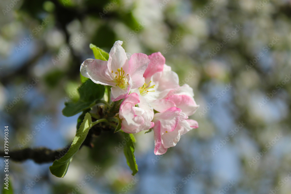 blooming apple tree flower, macro scale blooming apple tree flower, macro scale