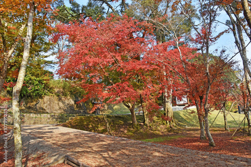 秋の紅葉　鹿児島県　曾木の滝