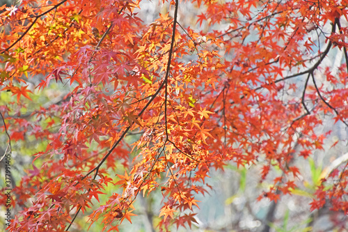 秋の紅葉 鹿児島県 曾木の滝