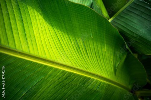 Banana leaves are green nature.