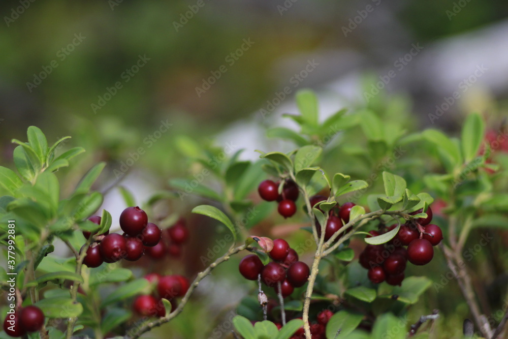 Fototapeta premium red berries of a currant