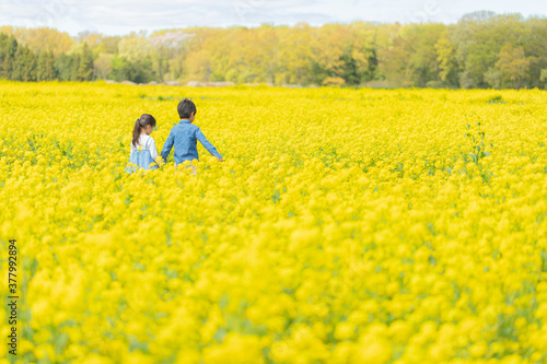 菜の花畑を散歩する子供たちの後ろ姿