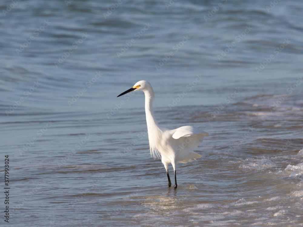Snowy Egret standing in the water in the morning sun Snowy Egret standing in the water in the morning sun