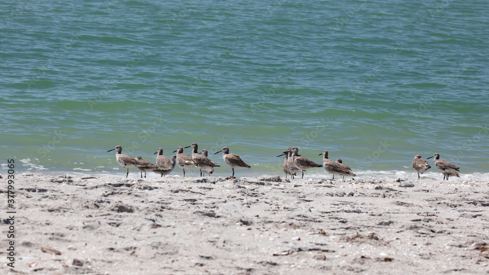 Flock of long-billed dowitcher resting on the bank