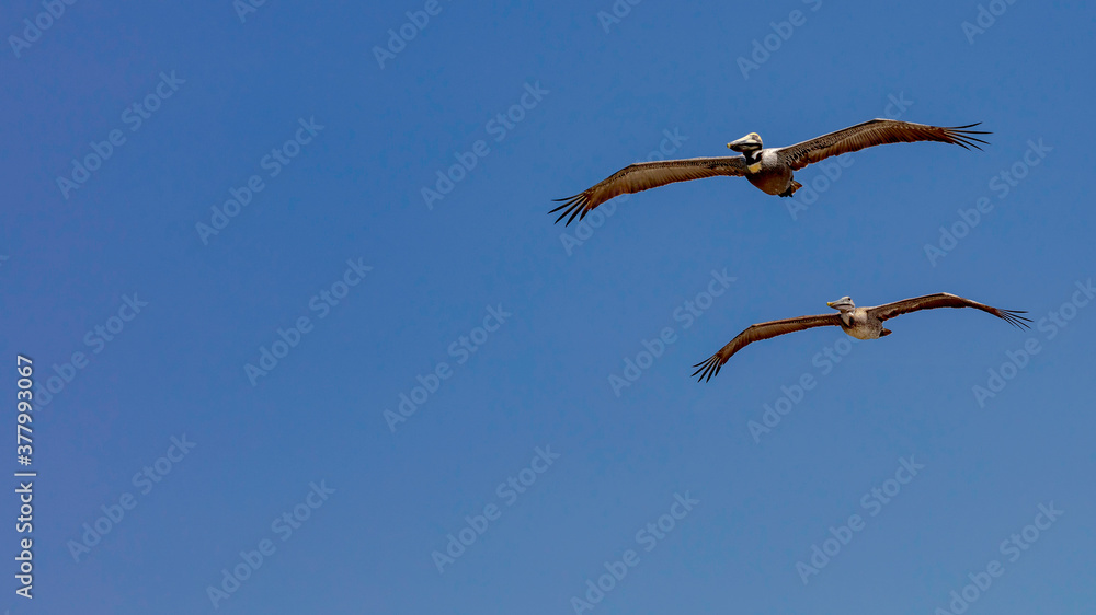 Two pelicans flying against blue sky, Sanibel Island, Florida, USA