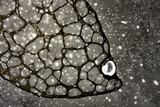 Macro photograph of a glass plate negative resembling stars or a  fish for graphic resource.